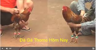 Đá gà E2BET